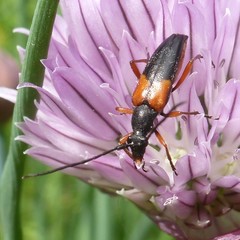 Stenurella jaegeri