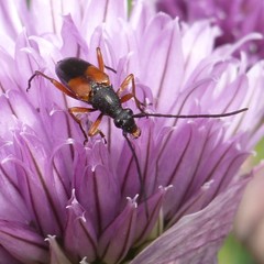 Stenurella jaegeri