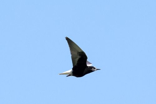 iNaturalist image