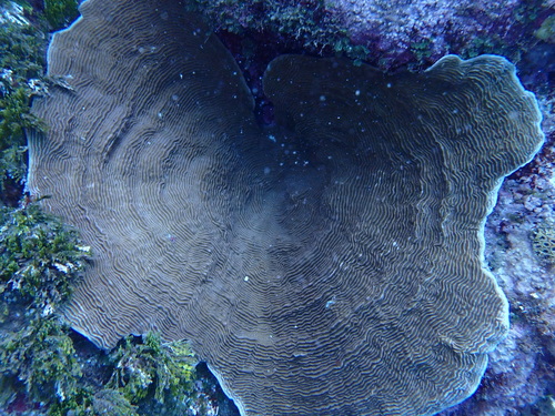 Pachyseris speciosa observed 2026-08-30