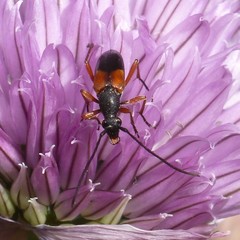 Stenurella jaegeri