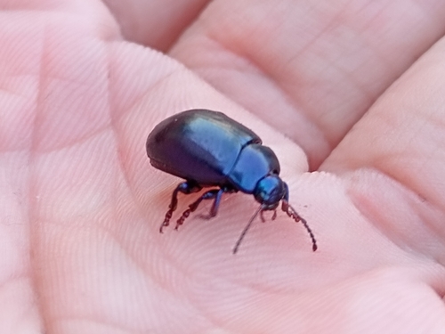 violet leaf beetle