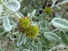 Olearia axillaris