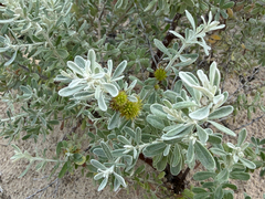Olearia axillaris, photograph (c) smathichong, some rights reserved (CC BY)