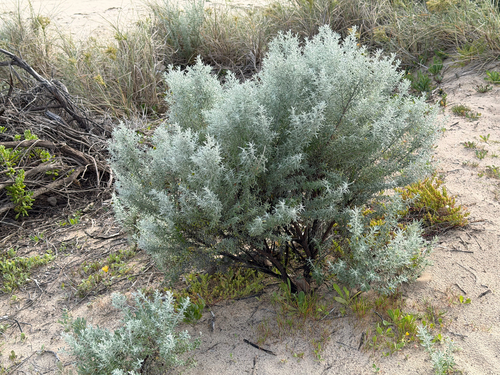 Olearia axillaris, photograph 2