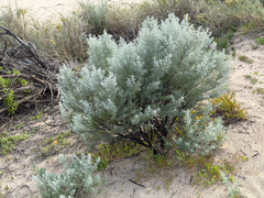 Olearia axillaris, photograph (c) smathichong, some rights reserved (CC BY)