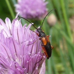 Stenurella jaegeri