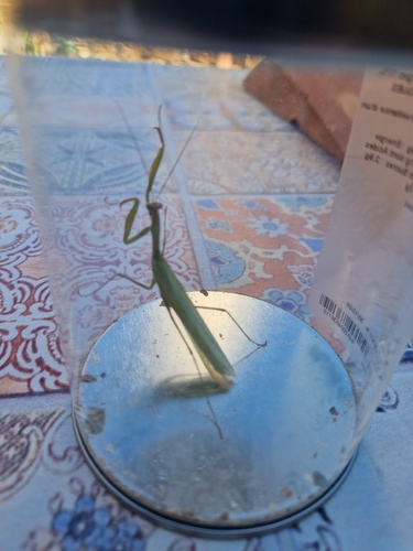 European Mantis