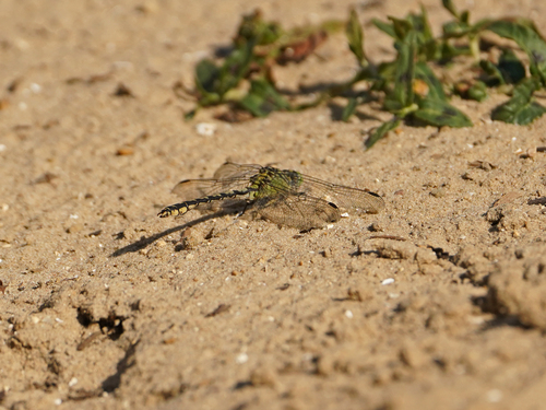 Green Snaketail