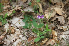Lathyrus laxiflorus