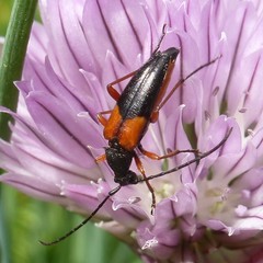 Stenurella jaegeri