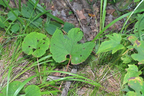 Amur grape