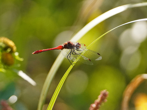 Ruddy Darter