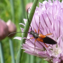 Stenurella jaegeri