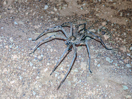 Eusparassus oraniensis