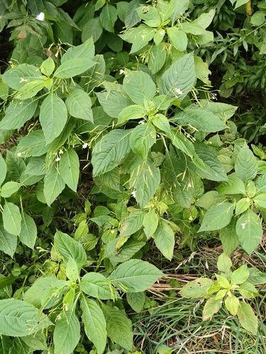 small balsam