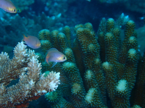 Chromis acares observed 2026-08-30