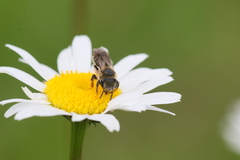 Andrena chrysosceles