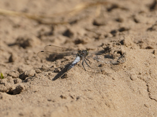 Black-tailed Skimmer