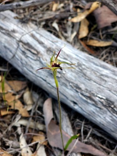 Caladenia graminifolia