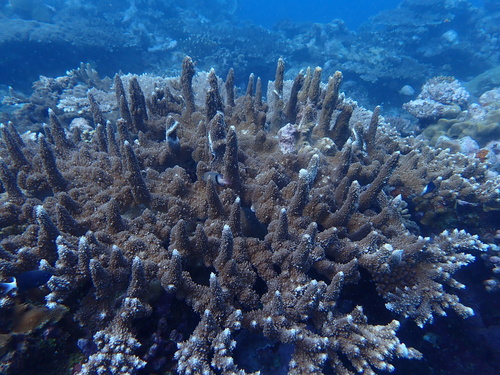Acropora abrotanoides observed 2026-08-30