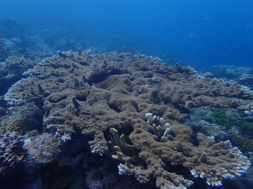 Acropora abrotanoides observed 2026-08-30