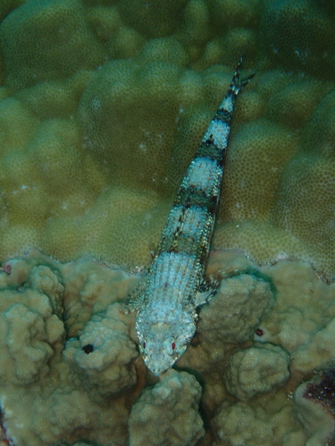 Synodus binotatus observed 2026-08-30