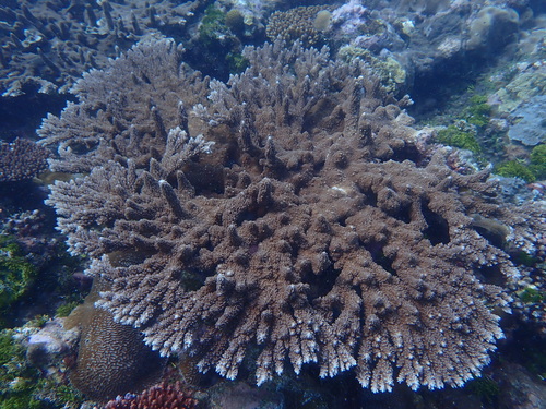 Acropora abrotanoides observed 2026-08-30