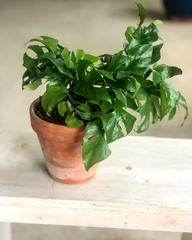 Rhaphidophora tetrasperma