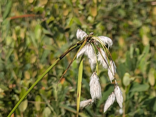 Common Cottongrass