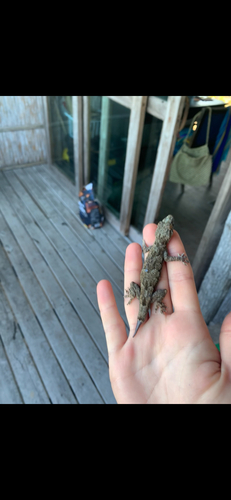 Flathead Leaf-toed Gecko