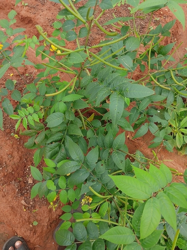 Coffee Senna