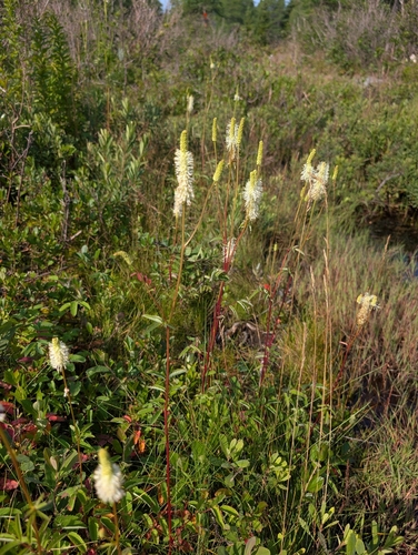 Canadian burnet