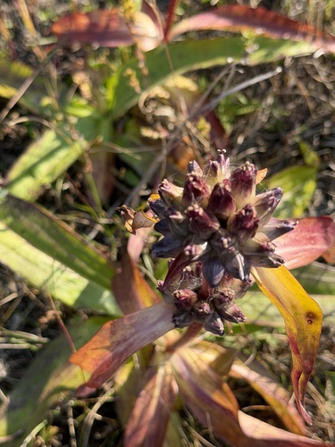 Gentiana macrophylla, photograph 5