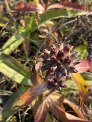 Gentiana macrophylla, photograph (c) Maria Khoreva, some rights reserved (CC BY)