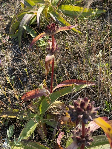 Gentiana macrophylla, photograph 6