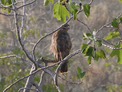 Western Common Buzzard
