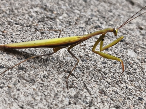 European Mantis