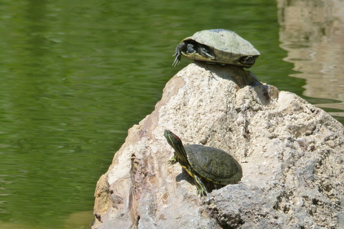 Pond Slider
