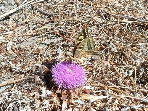 Old World Swallowtail
