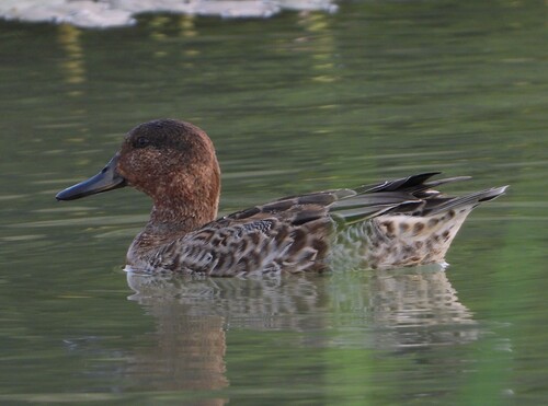 Green-winged Teal