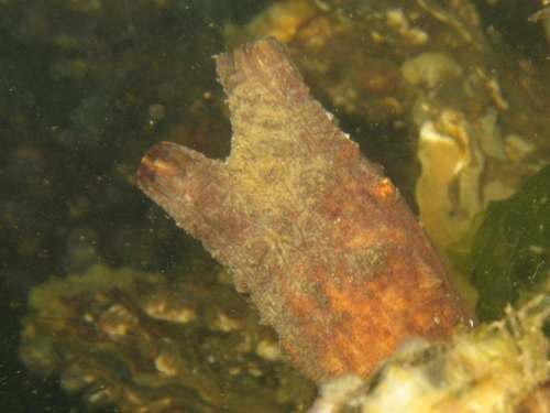 Stalked Sea Squirt, Schouwen-Duiveland, Netherlands, photo 10 of 10