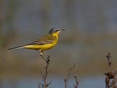 Motacilla flava flava