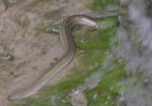 European Eel