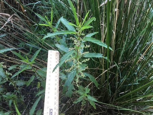 Scrub Nettle