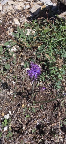 Autumn Squill