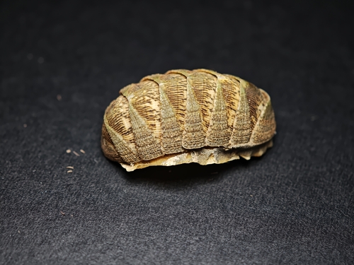 Lepidozona coreanica, 2026-08-31