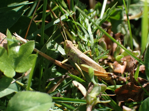 Meadow Grasshopper