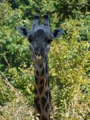 Giraffa camelopardalis thornicrofti
