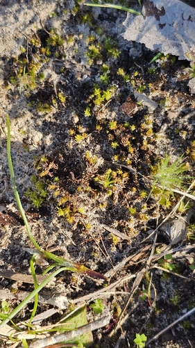 Centrolepis strigosa, photograph 6